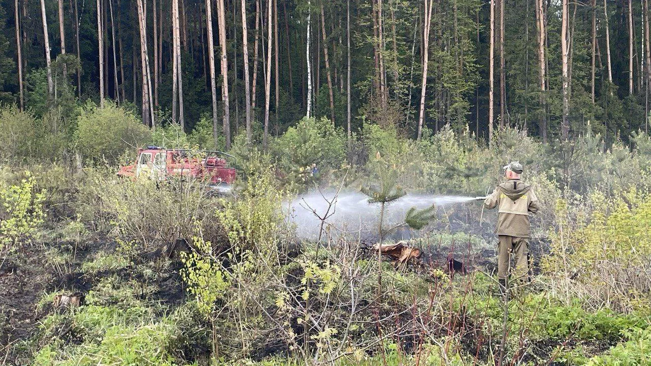 Фото: Комитет лесного хозяйства МО