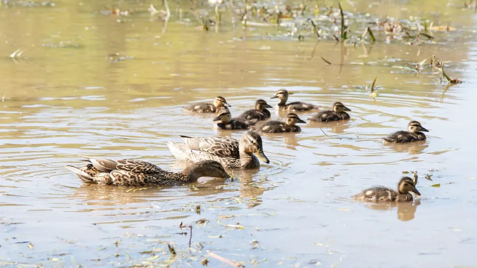 Фото: пресс-служба администрации Дмитровского г.о.