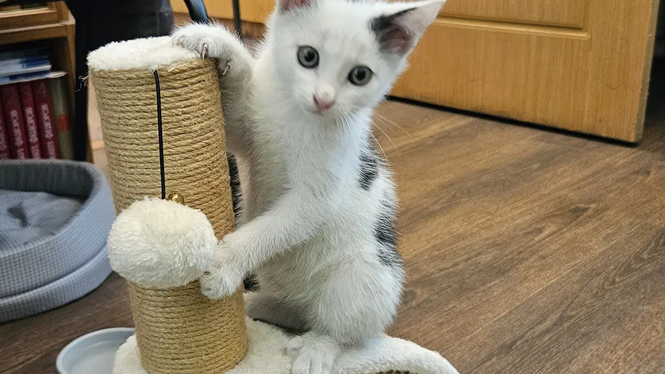 Фото: МедиаБанк Подмосковья/Ольга Вельшикаева