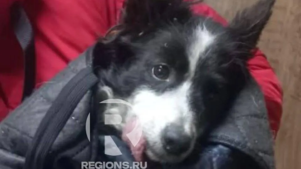 Забег на выживание: как в Подмосковье завершились поиски беглой собаки-мрафонца Тоси