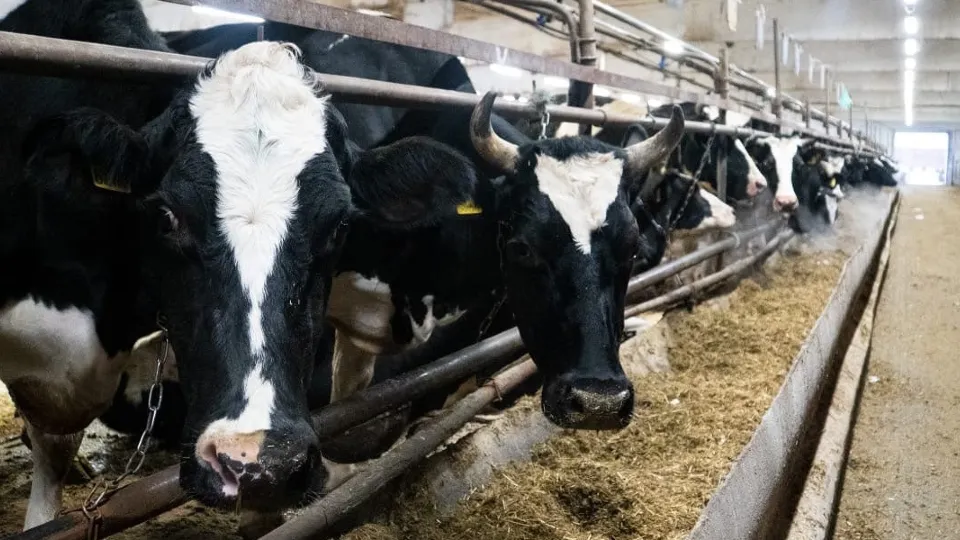 Фото: пресс-служба администрации г.о. Домодедово