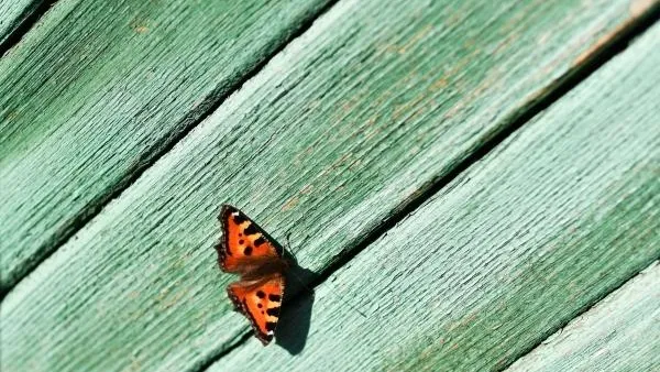 В Петербурге из-за аномально теплой погоды проснулись бабочки