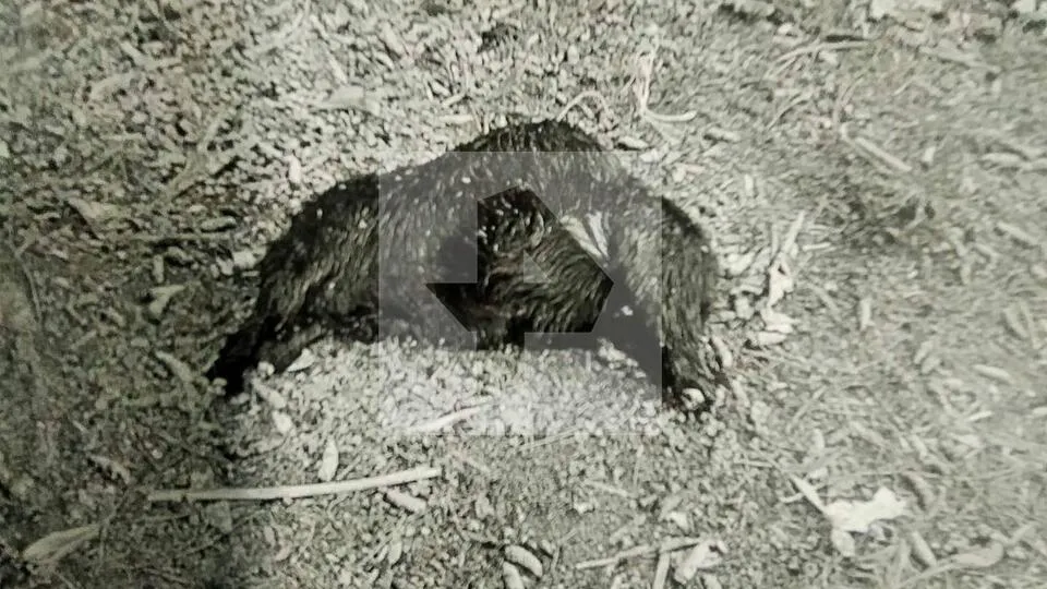 Фото: © РЕН-ТВ