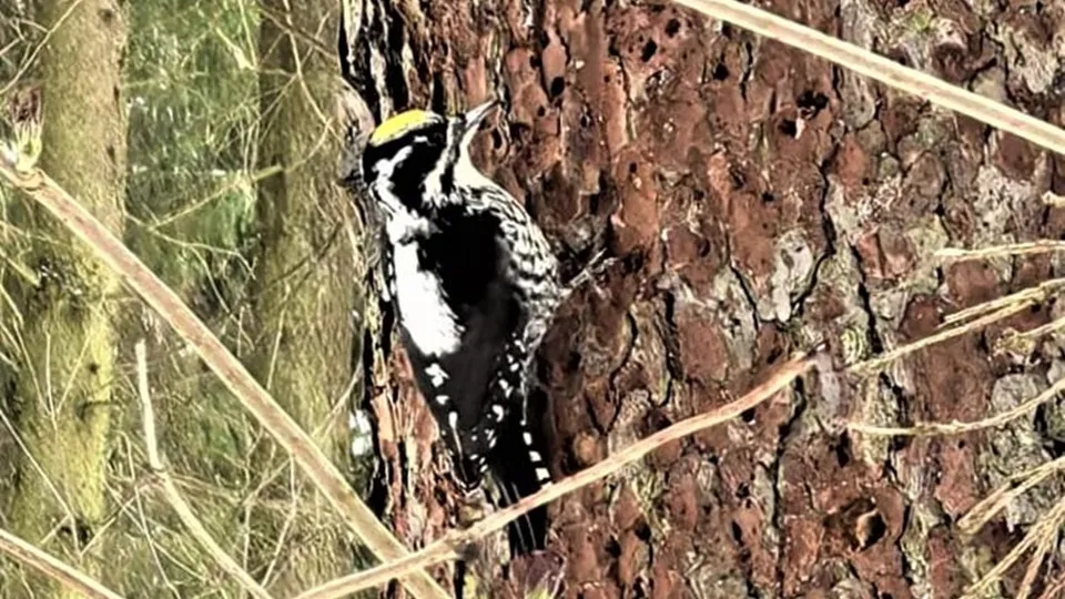 Фото: Комитет лесного хозяйства Московской области