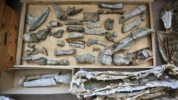 Ученые нашли в одном из зданий университета забытые 100 лет назад кости динозавров