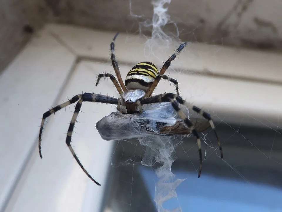 Фото: сommons.wikimedia/Syrio