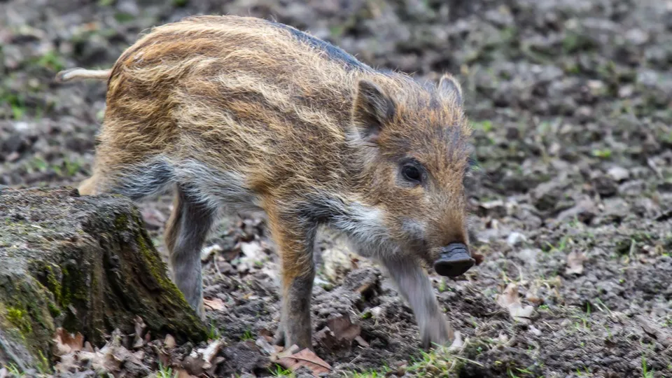 Фото: freepik.com