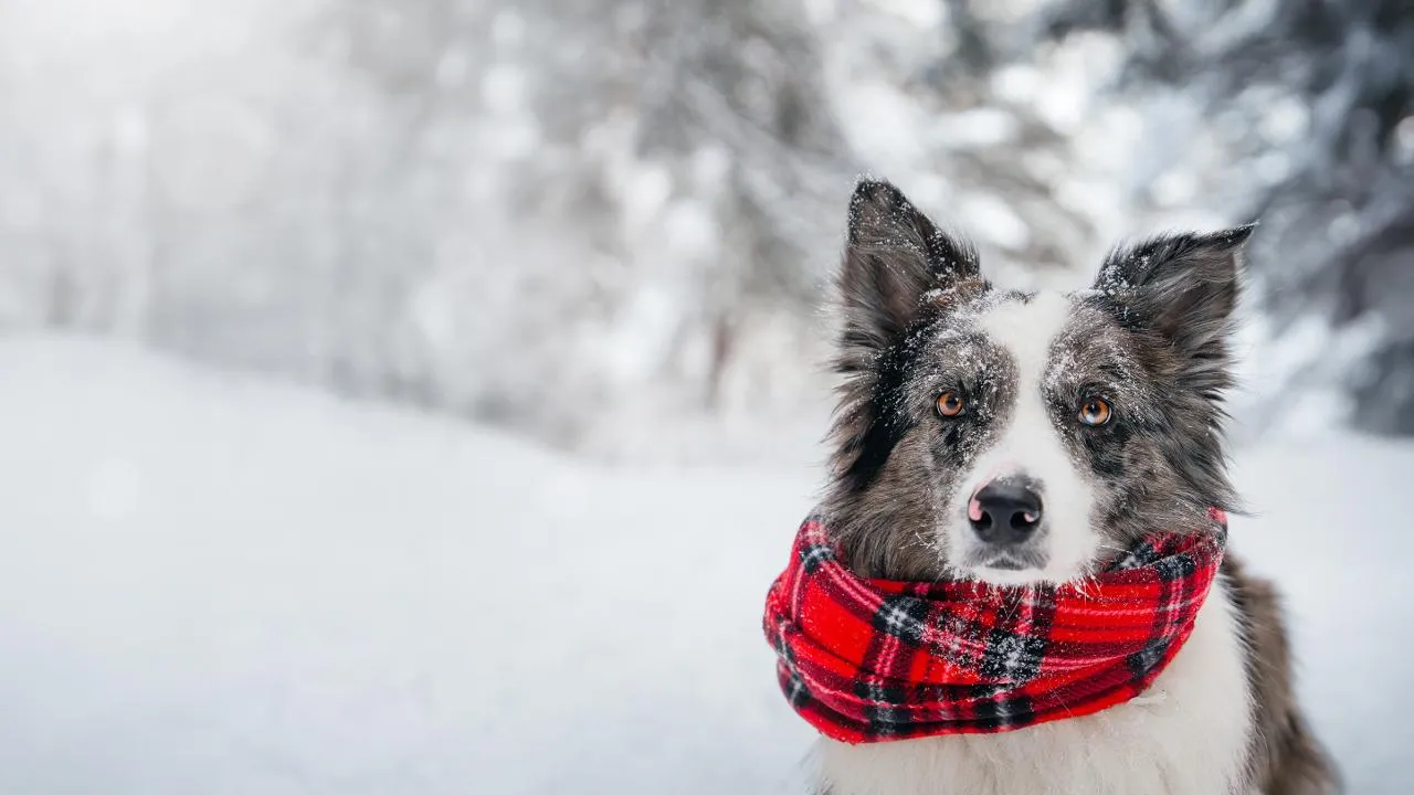istockphoto.com/Ekaterina Vakhrusheva