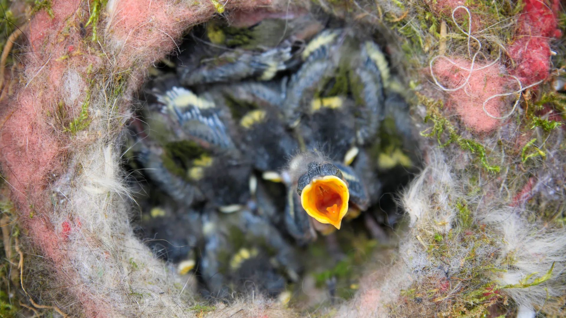 Фото: pxhere.com