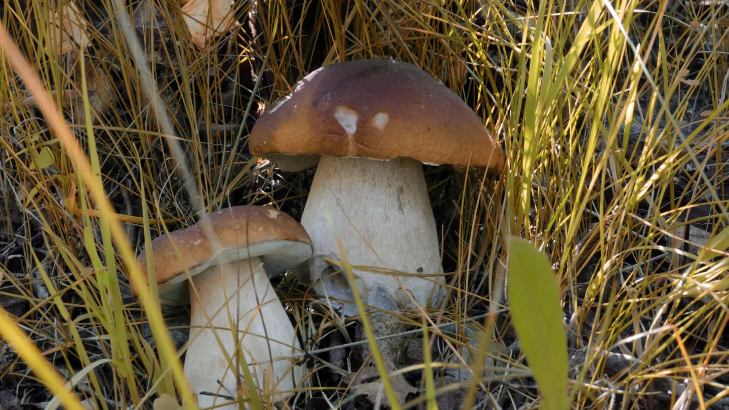 Фото: медиасток.рф