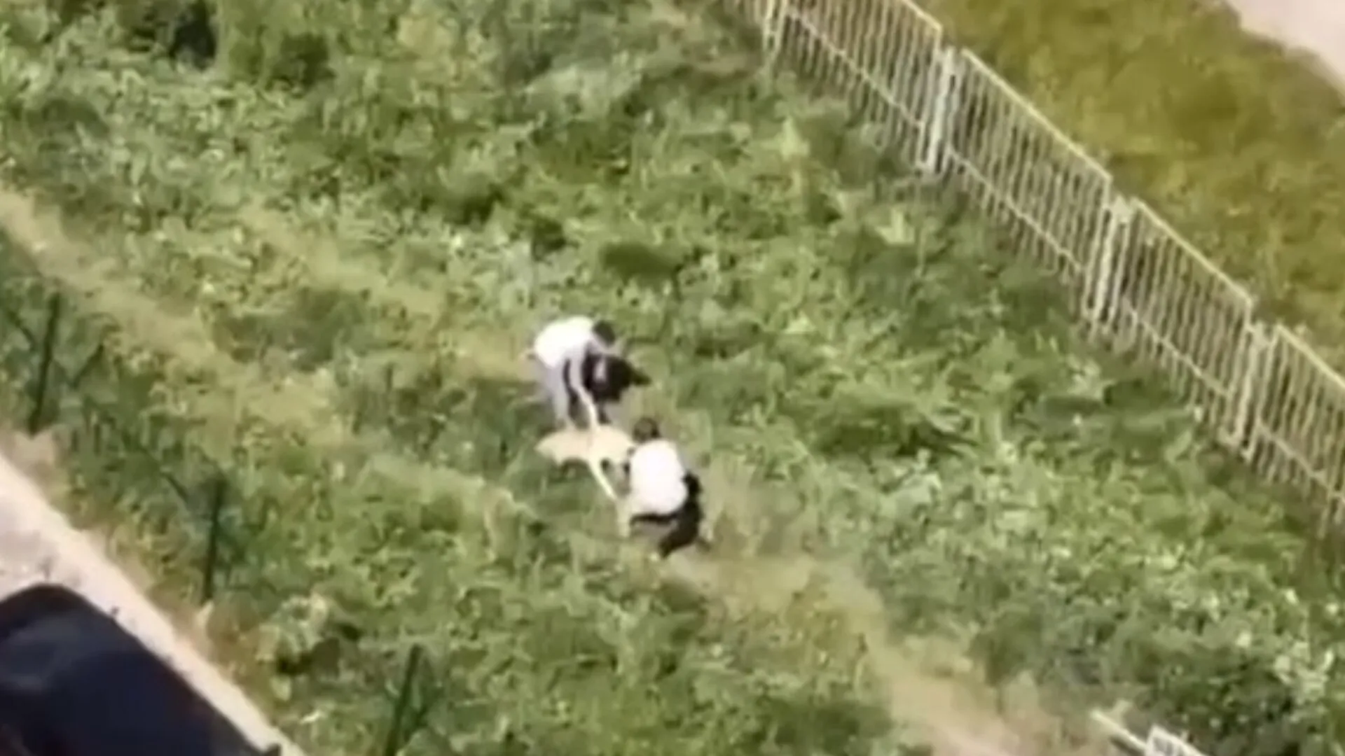 Фото: t.me/Gorod_Vidnoe