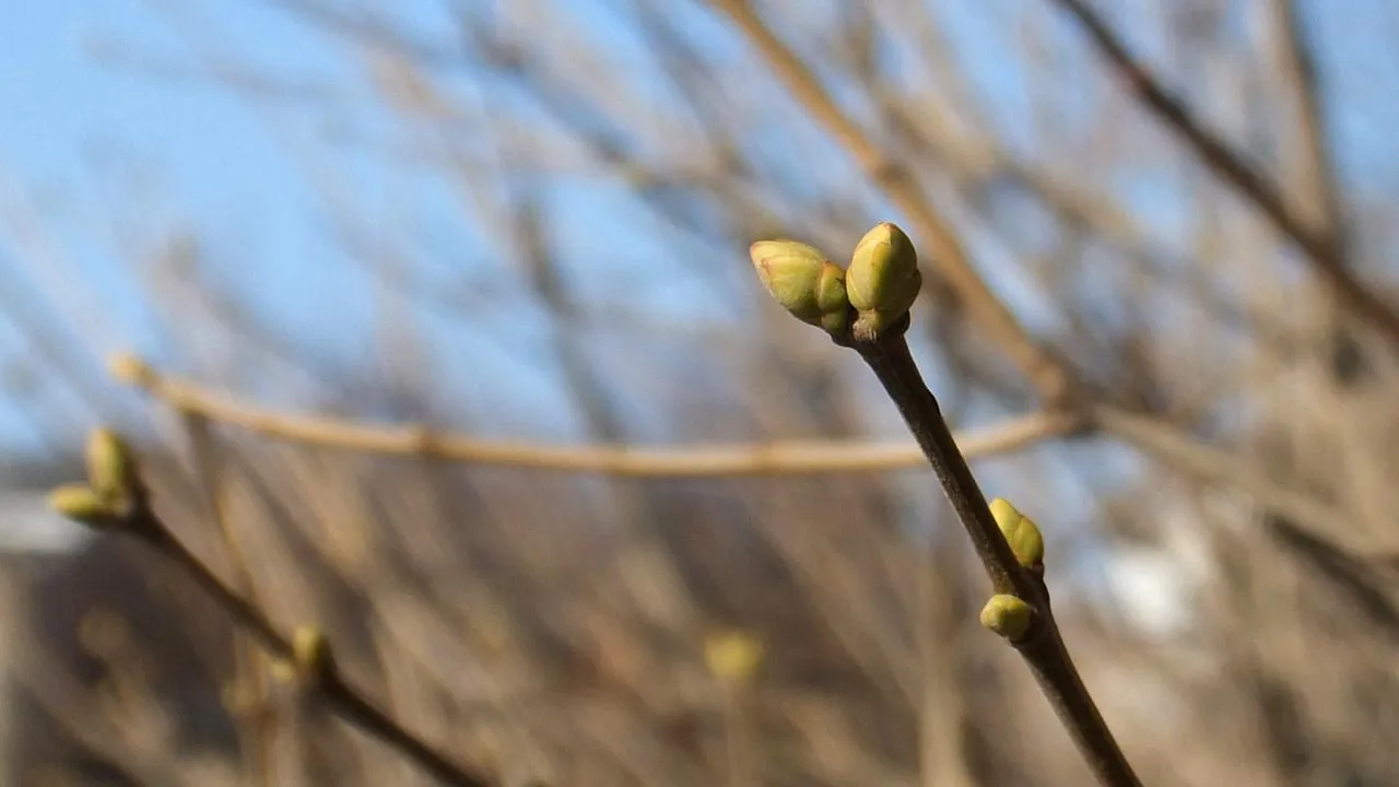 медиасток.рф