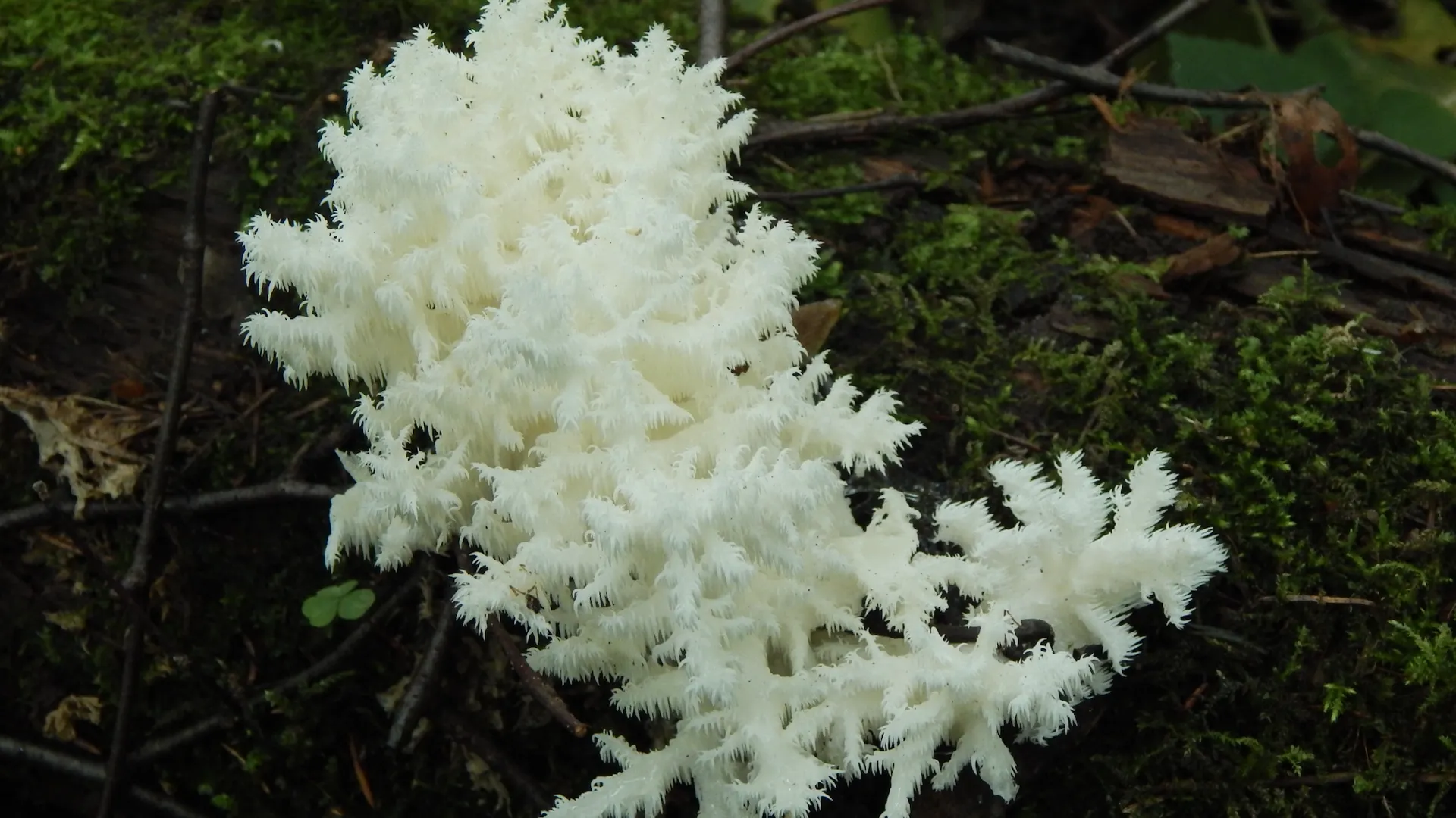 Суслова Е.Г.