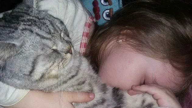 У девочки из Лобни украли любимого кота