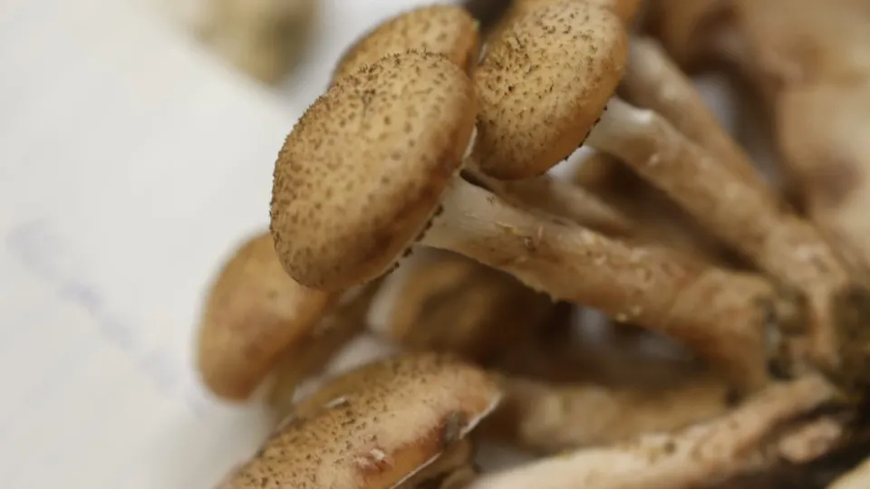 Фото: ТАСС/dpa/picture-alliance/Matthias Bein