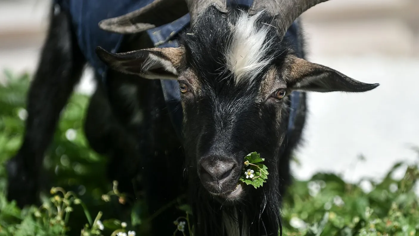 Фото: медиасток.рф