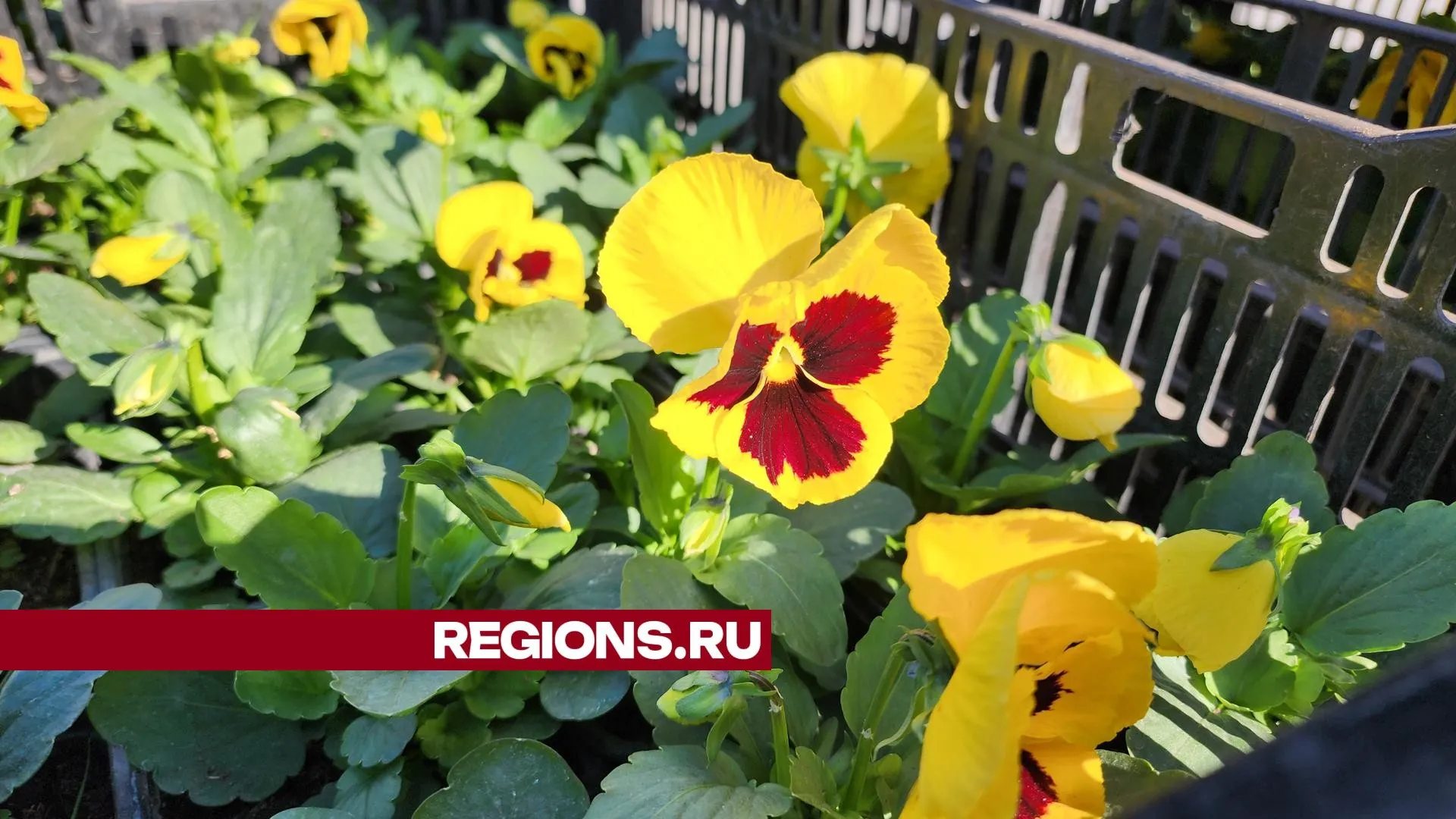 Фото: Юлия Андросова