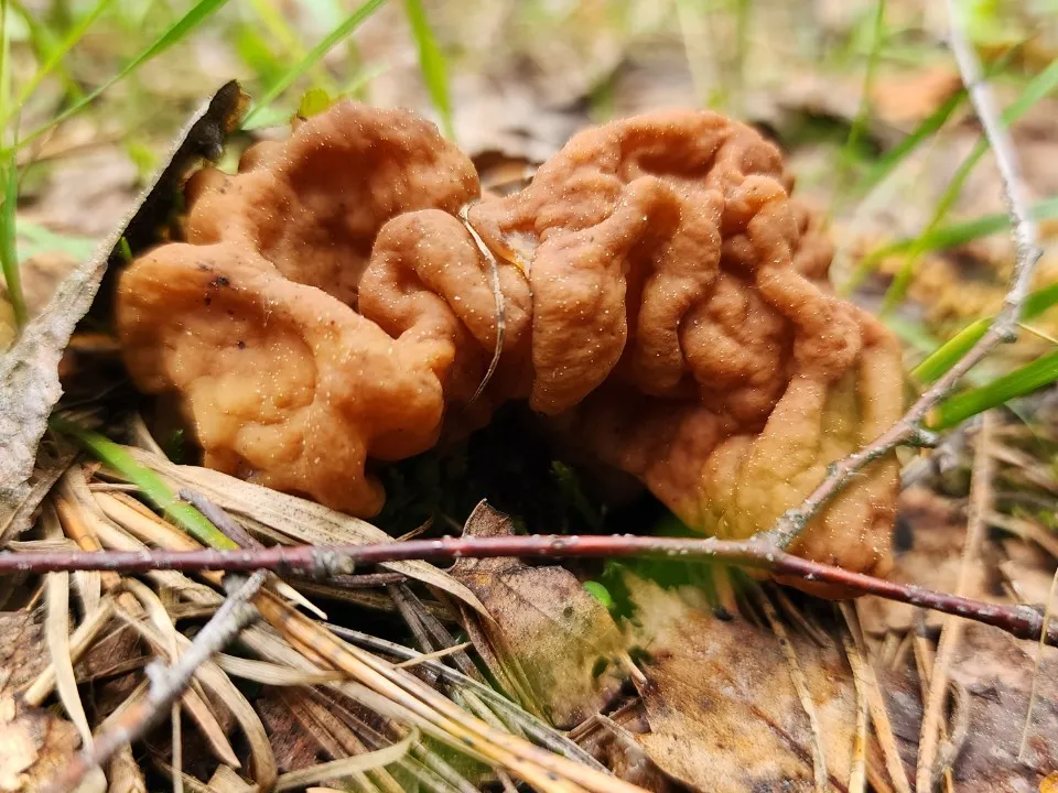 Фото: МедиаБанк Подмосковья/Ксения Пашуто