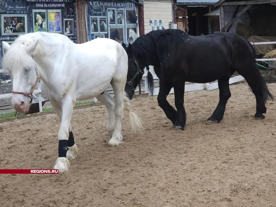 Фото: Хавива Фонина
