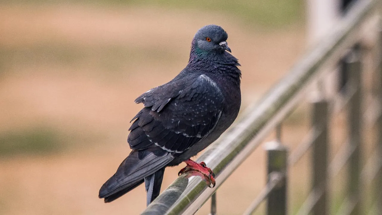 медиасток.рф