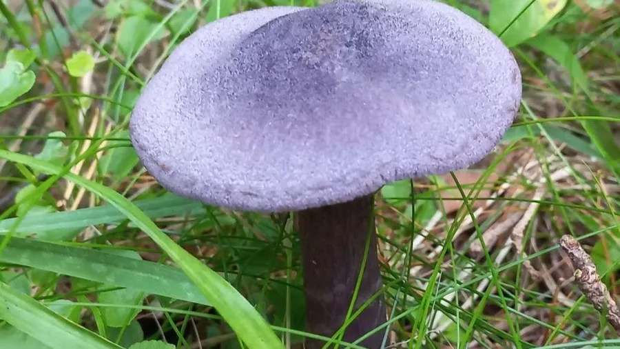 Фото: пресс-служба Комитета лесного хозяйства Московской области