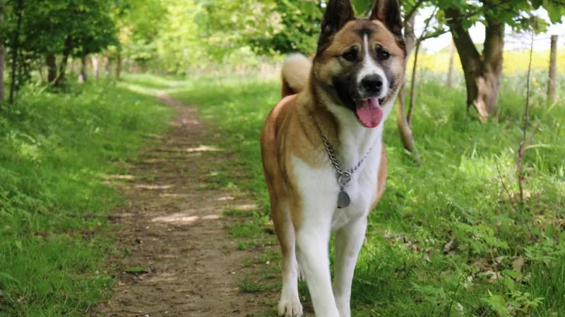 samantha Gillard & Kiba the Akita / flickr