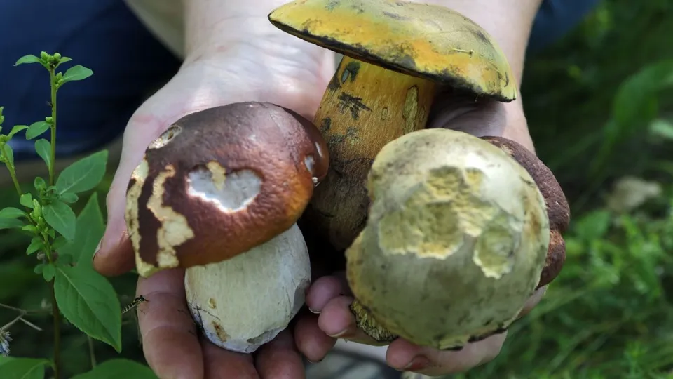 Фото: медиасток.рф