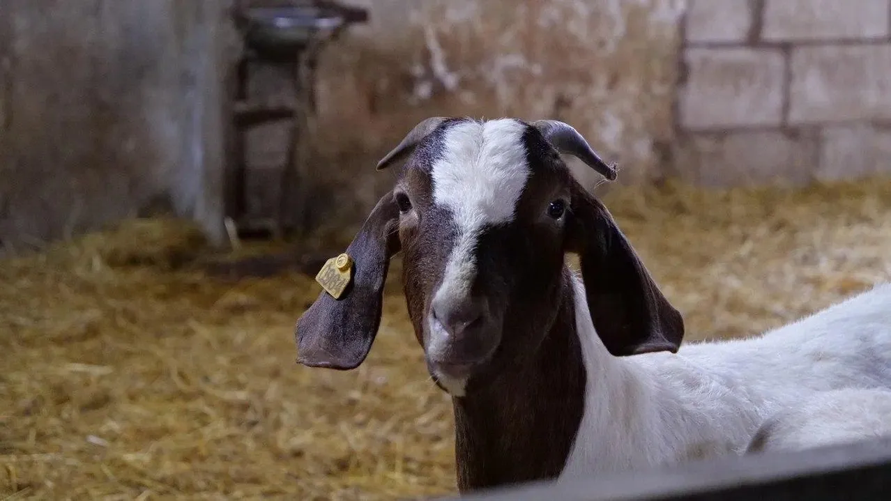 Пресс-служба Минсельхозпрод МО