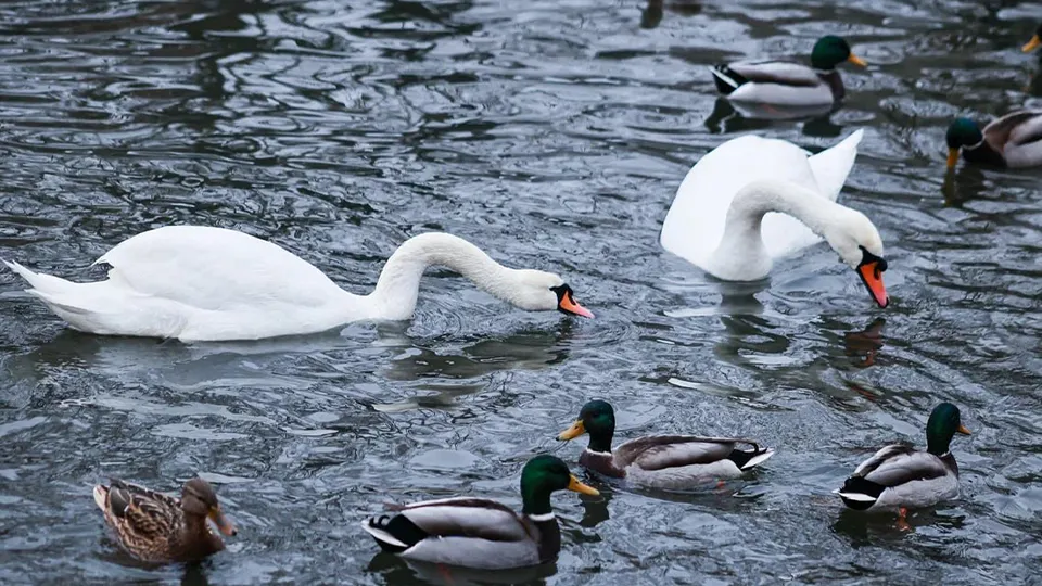 Фото: пресс-служба администрации г.о. Мытищи