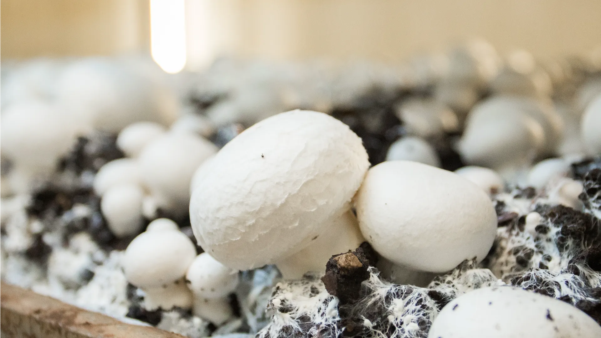 Фото: пресс-служба администрации г.о. Кашира