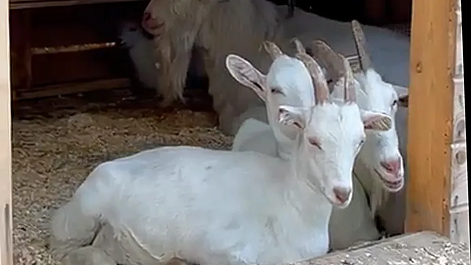 Фото: конно-спортивный клуб «Карамат»