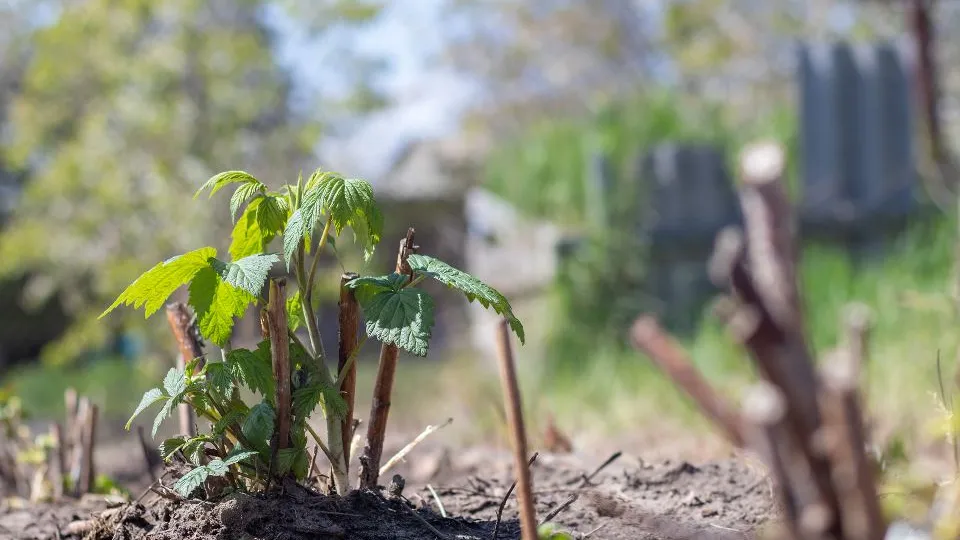 Фото: istockphoto.com/Yevhen Roshchyn