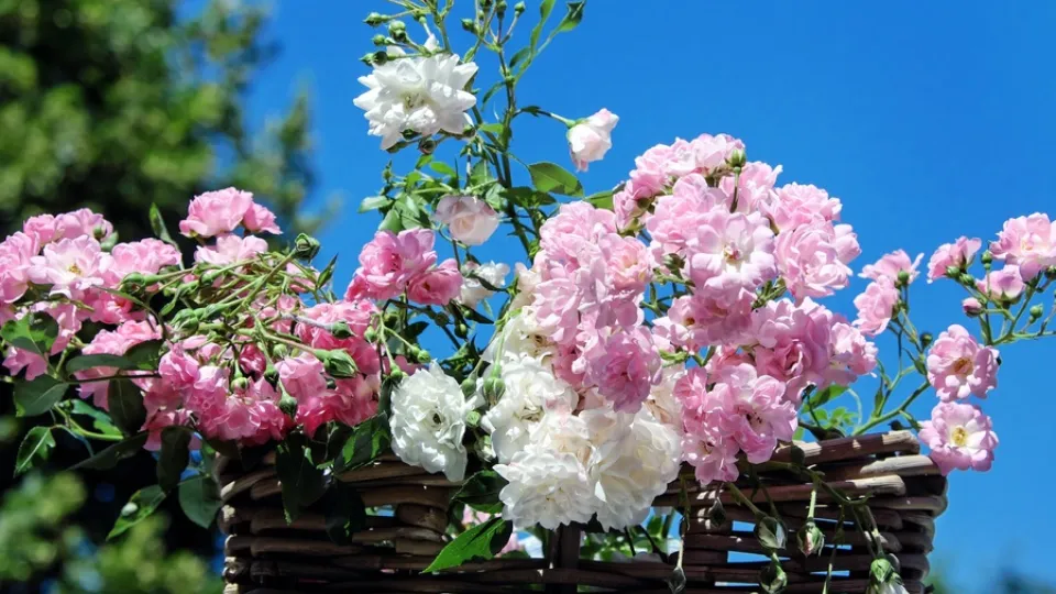 Фото: pxhere.com