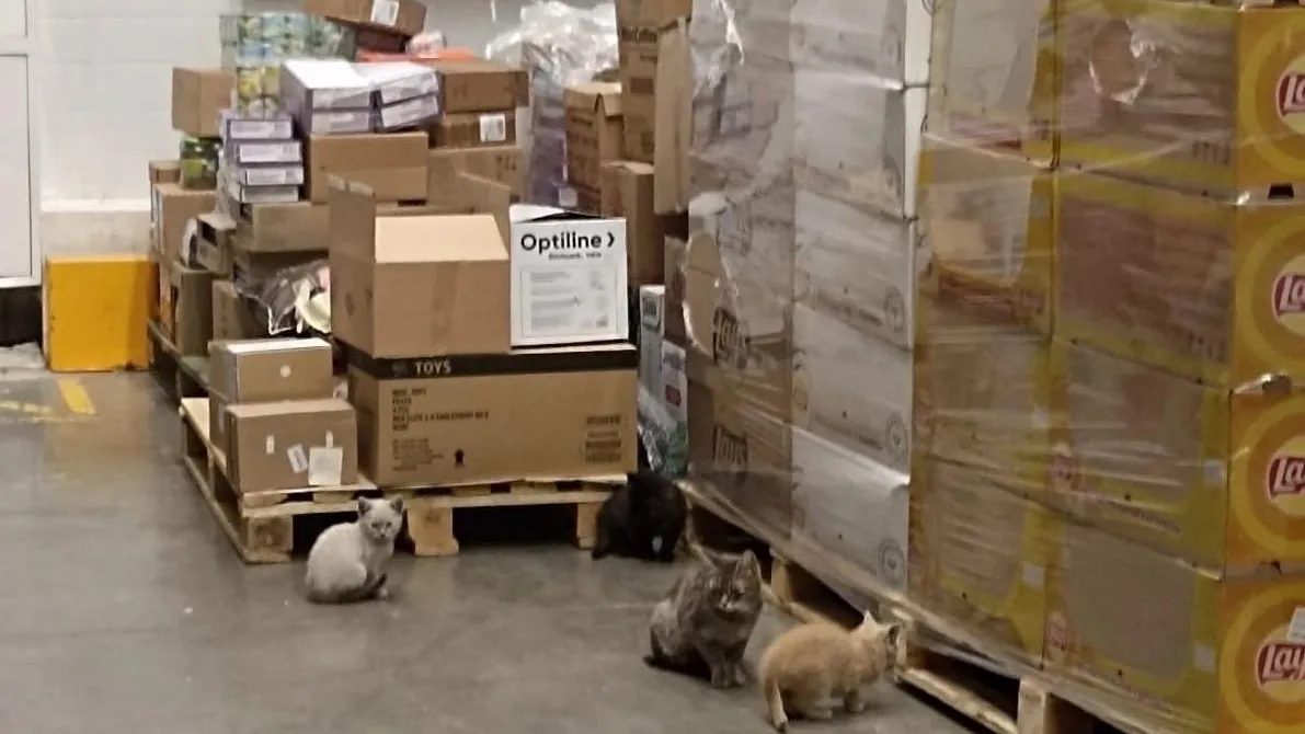 Фото: Животные в дар. Хочу Домой - Самара Москва СПБ / ВКонтакте