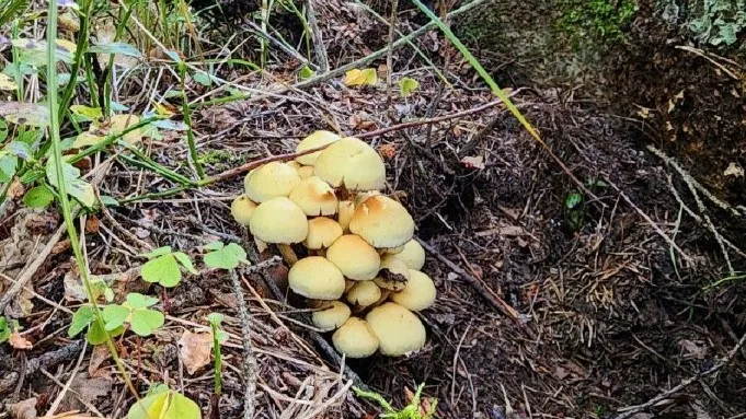 Фото: МедиаБанк Подмосковья/Валерия Тингаева