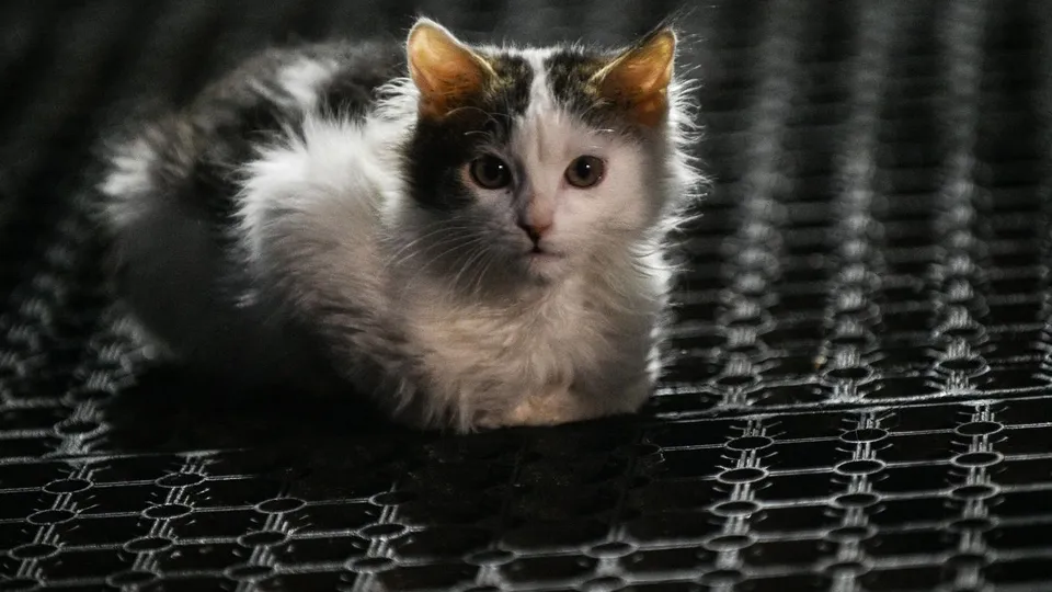 Фото: медиасток.рф