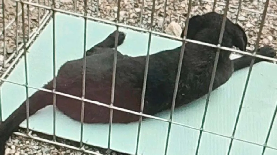 Фото: пресс-служба администрации г.о. Солнечногорск