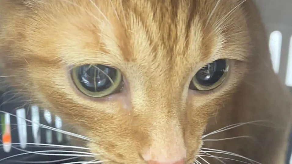 Фото: Пресс-служба Минсельхозпрода МО