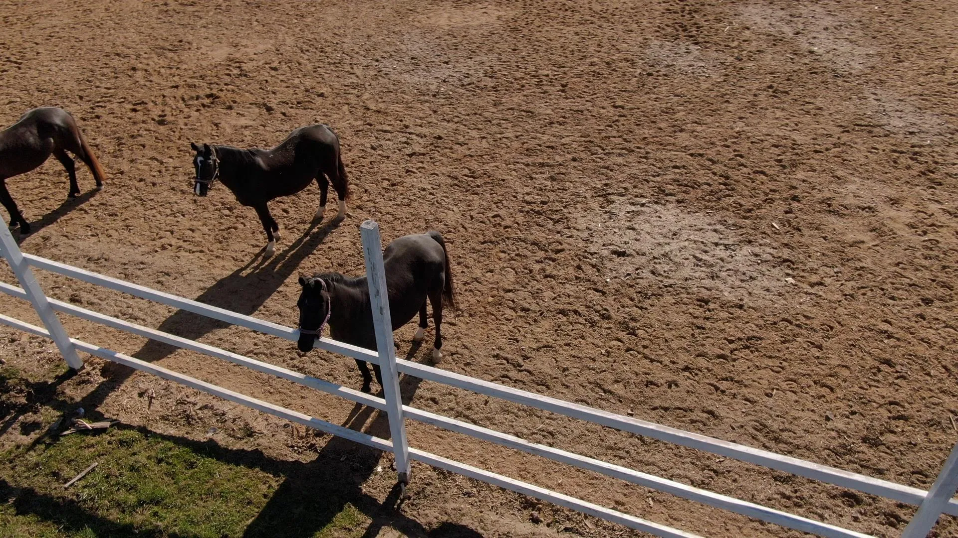 Ксения Борцова