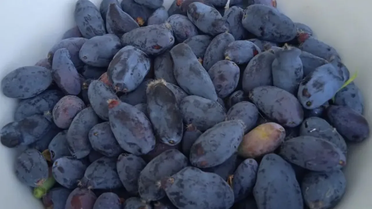 REGIONS/Юлия Куделькина