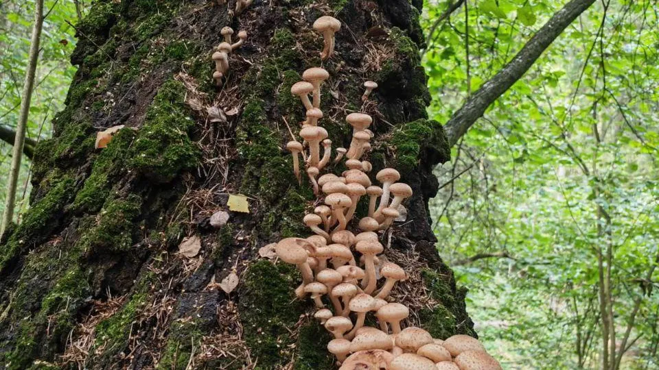 Мария Панина