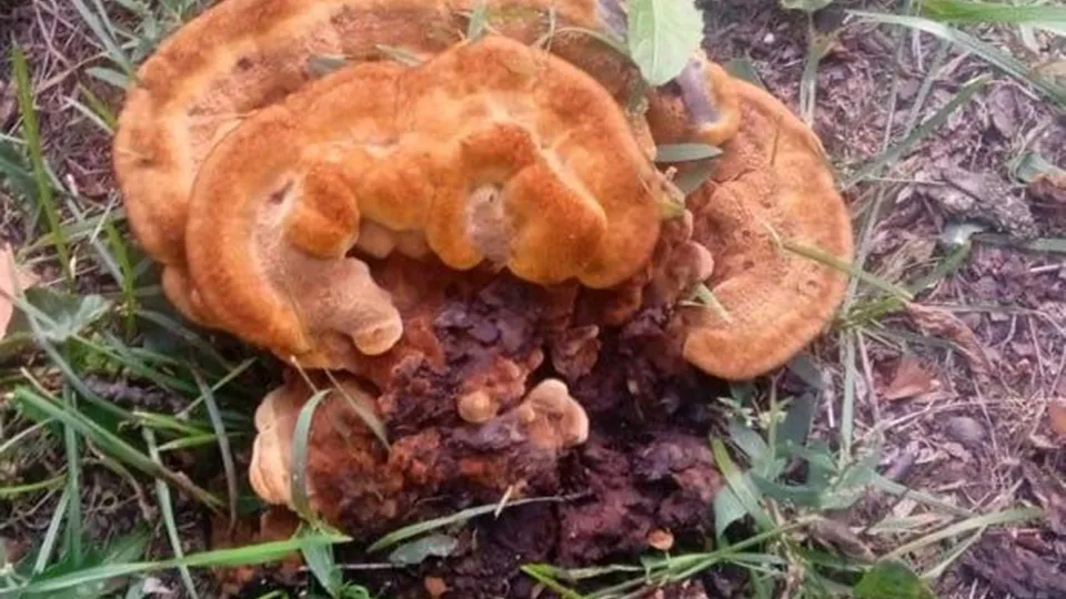 Фото: Комитет лесного хозяйства Московской области