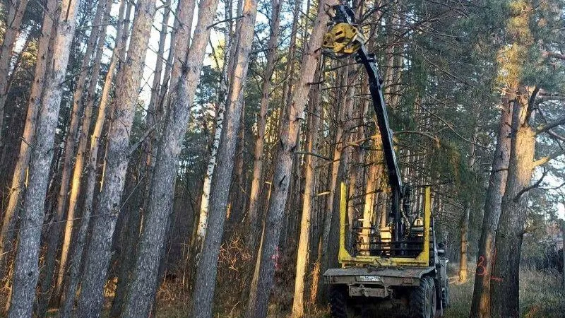 В лесах Подмосковья продолжают рубку аварийных деревьев