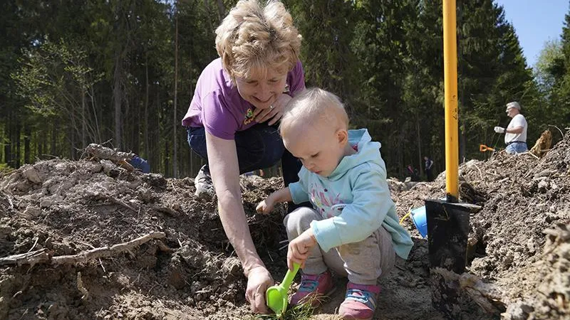 Благодаря «Лесу Победы» в Городском округе Пушкинский высадили 26 тысяч саженцев