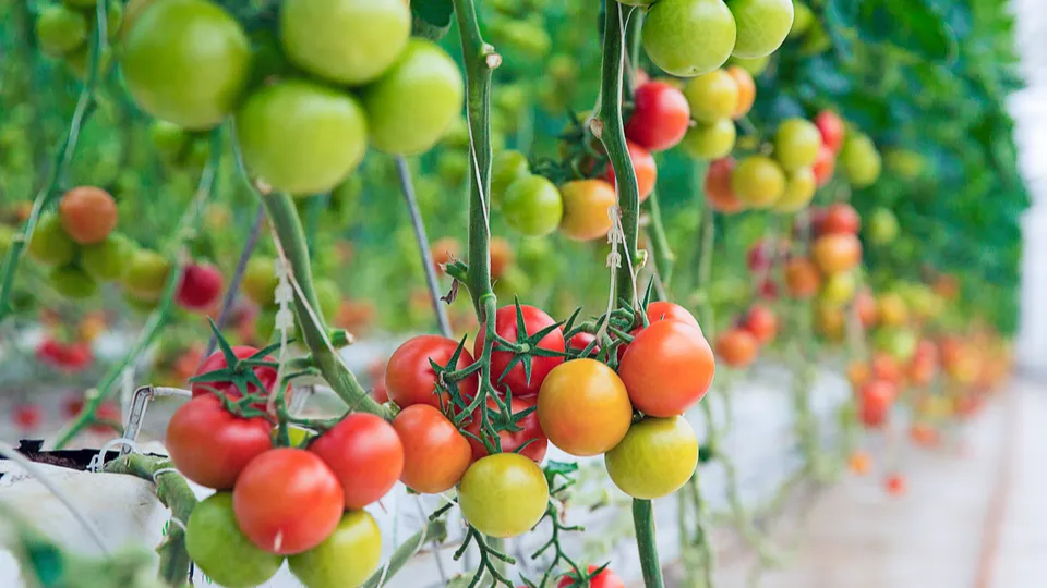 Фото: freepik.com