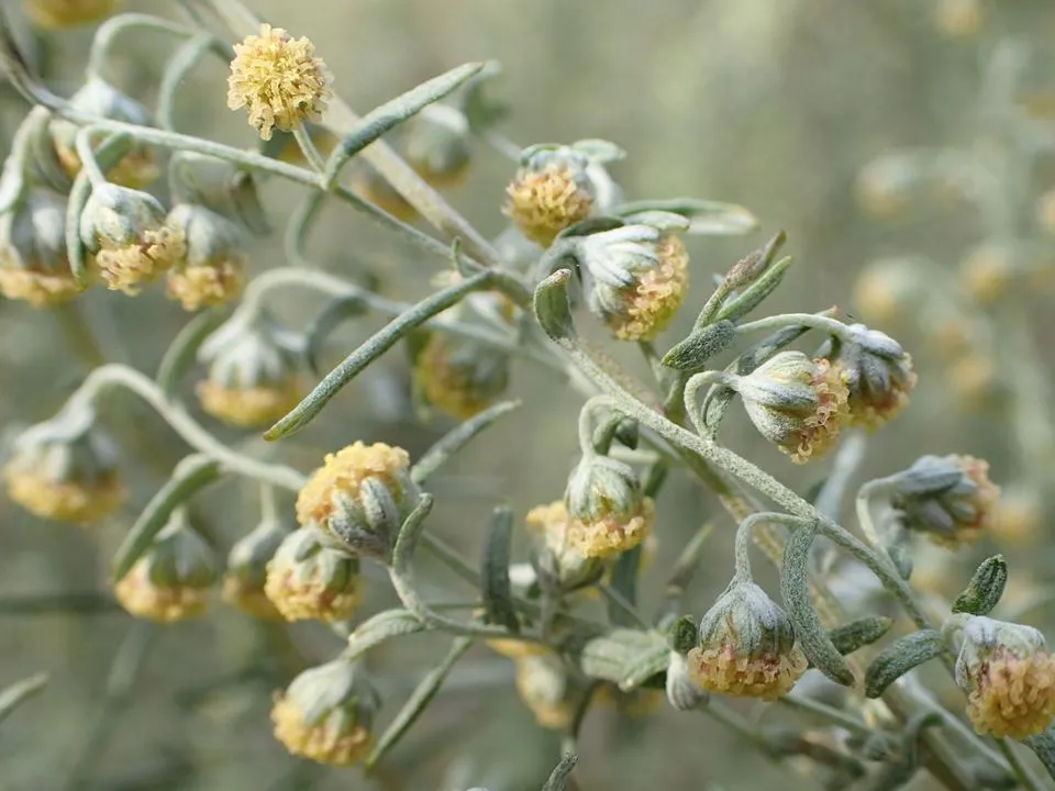 Аллергики в зоне риска: эксперты предупреждают о высокой активности пыльцы из-за жары — спасаемся, как можем