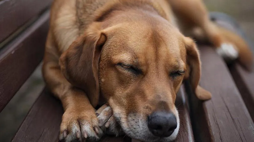 REGIONS/Сгенерировано нейросетью