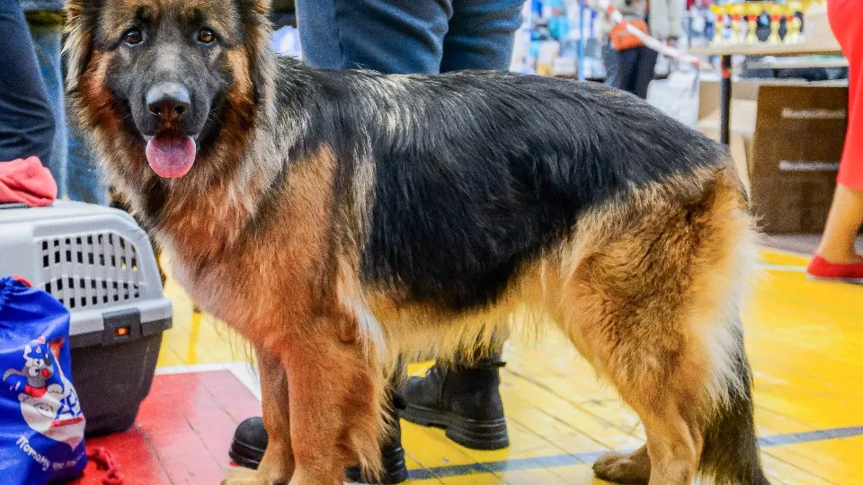 Фото: медиасток.рф