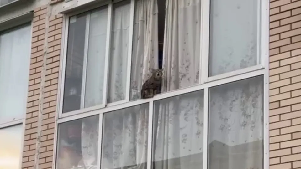 Фото: t.me/kfsosedi