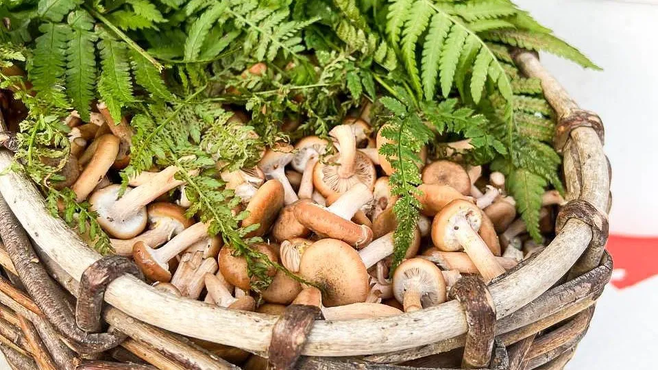 REGIONS/Максим Цыбуляк